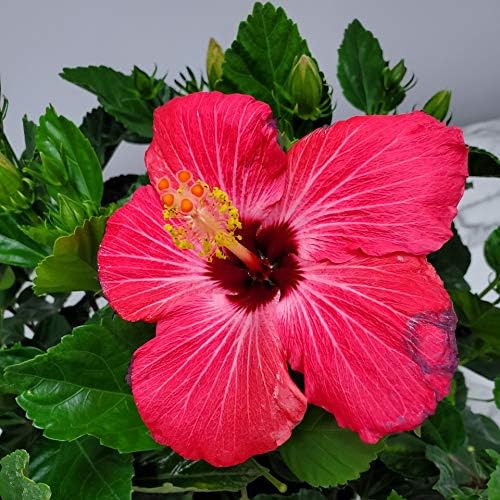 Hibiscus Bush Plant - Pink Flower - Overall Height 26" to 28" - Tropical Plants of Florida (Plant Only)