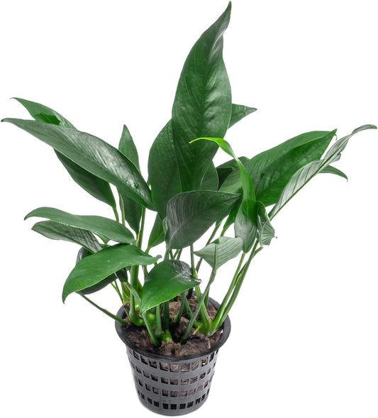 Anubias Live Aquarium Plants - Potted Freshwater Plant for Fish Tanks, Terrariums - Beginner Friendly Low Light (Lanceolata, Mother Plant)