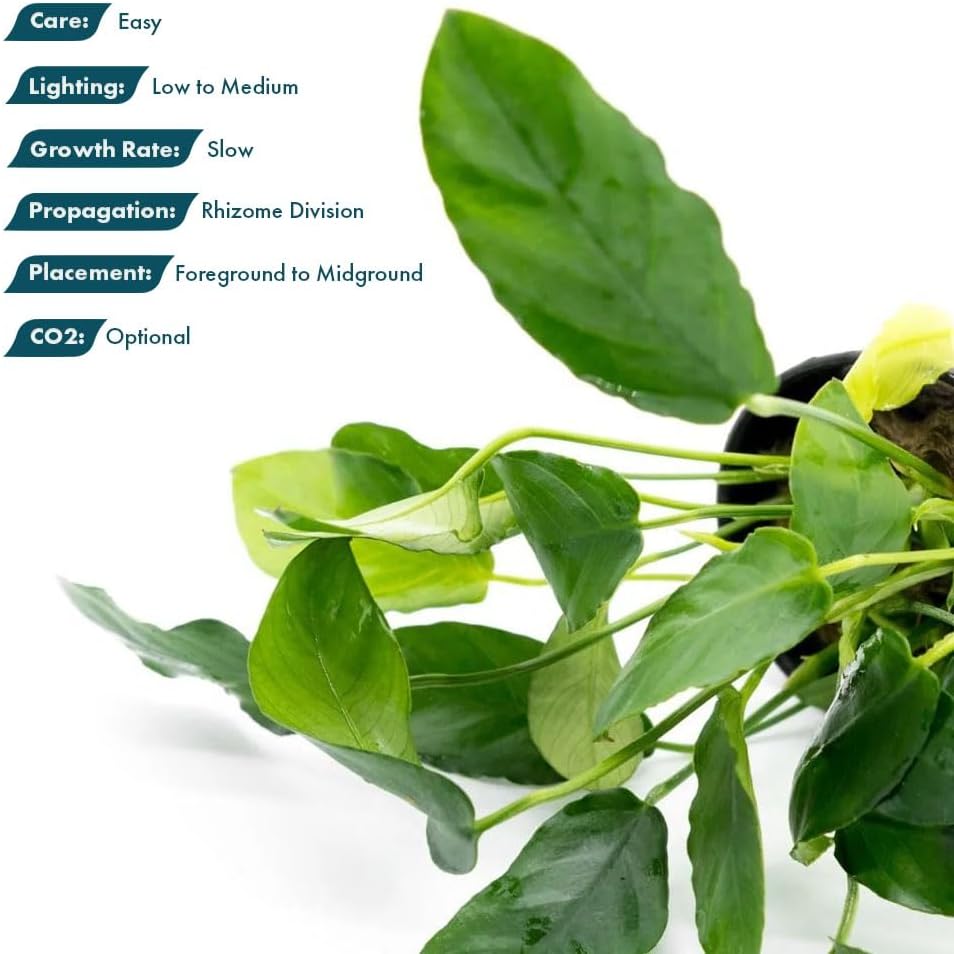 Live Jungle Plants - Anubias Nana Paxing (Anubias barteri) - Low Light Foreground to Midground Aquatic Rhizome Plant, Epiphytic Growth, Green Foliage - Pot