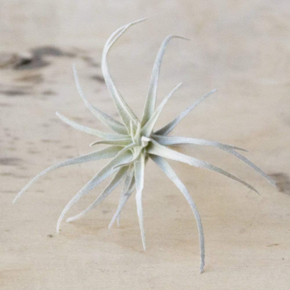 CHIVE Artificial Air Plants — Bulk Set of 5, Medium — Ultra Realistic Fake Tillandsia Bromeliad Plants — Decorative Faux Succulents for Home & Office Decor — No Care Needed!