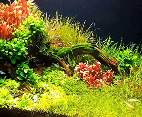 Alternanthera Reineckii Rosanervig Red Tissue Culture Cup Freshwater Live Aquarium Plants Decoration BUY2GET1FREE