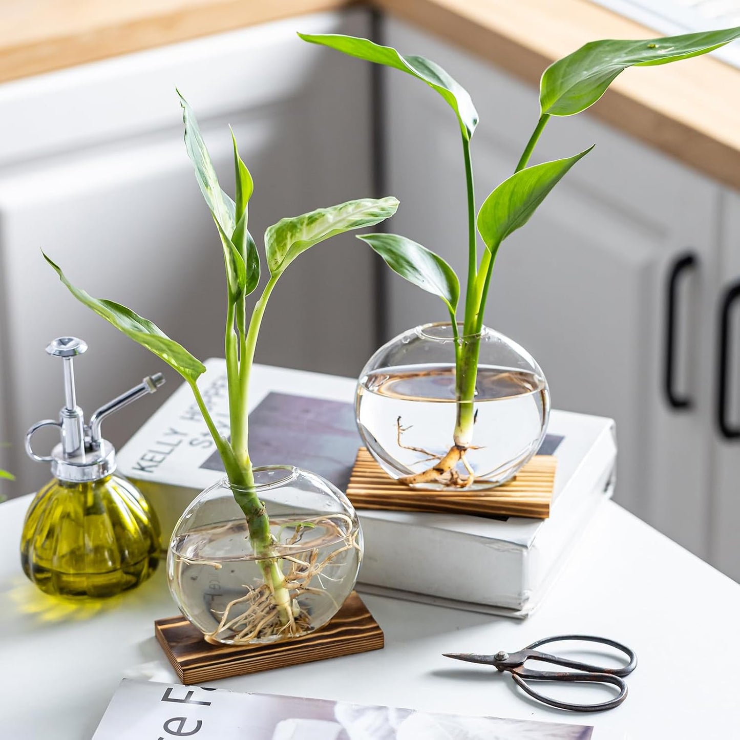 Glass Planter Propagation Station with Wooden Base - Clear Oblate Hydroponic Vase, Decorative Desktop Flower Vase for Home, Office, Windowsill - Gift for Plant Lovers (6)