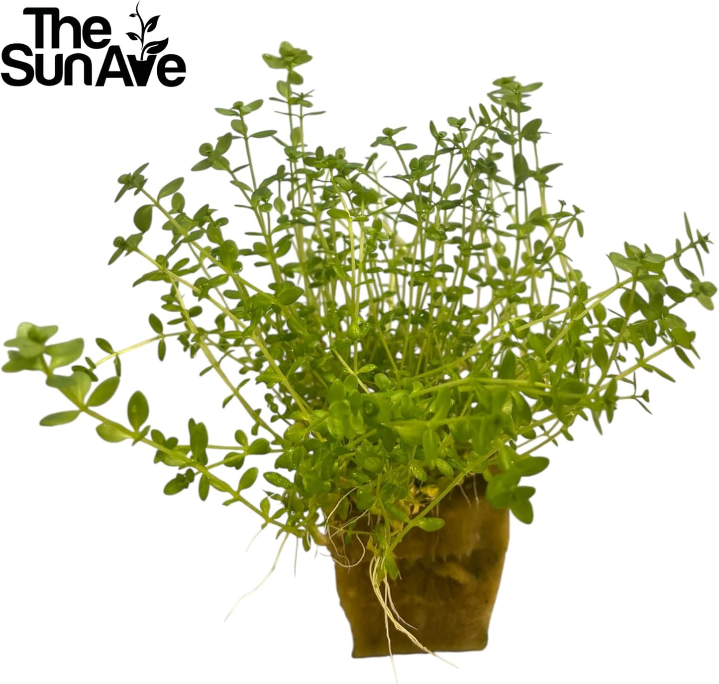 Freshwater Live Aquarium Plants with Roots (Monte Carlo)