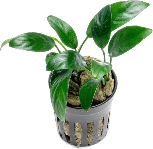 Anubias Live Aquarium Plants - Potted Freshwater Plant for Fish Tanks, Terrariums - Beginner Friendly Low Light (Congensis Mini, 5 Pots)