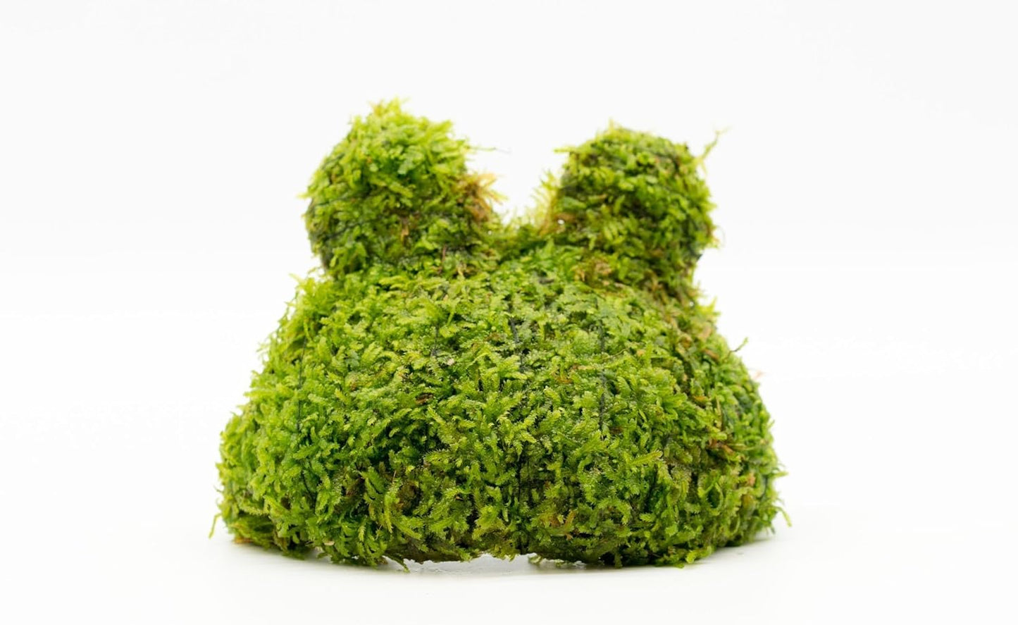 Live Aquarium Plants on Driftwood, Lava Rock, Moss, Fiber Mat - Freshwater Fish Tanks - Easy, Beginner Friendly (Christmas Moss on Coconut Toad)