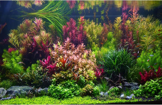 Aquarium Background Various Vivid Fresh Underwater Aquatic Plant Fish Tank Aquarium Backdrop Stone River Bed and Lake Fish Terrarium Background Decor Vinyl 24x12in