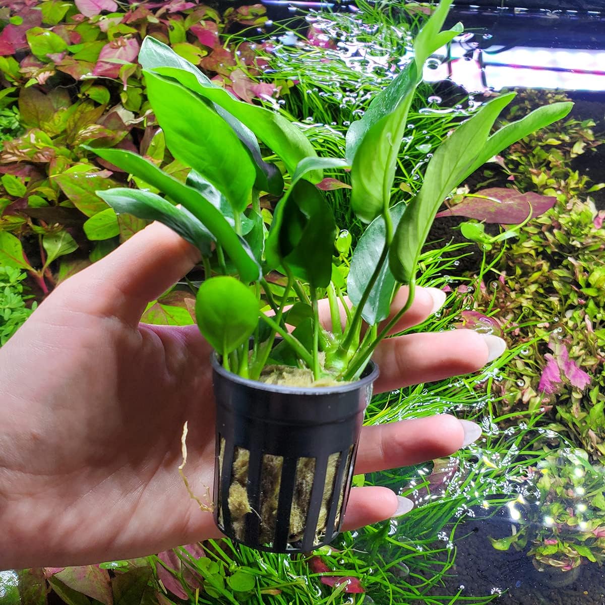 Anubias Live Aquarium Plants - Potted Freshwater Plant for Fish Tanks, Terrariums - Beginner Friendly Low Light (Nana, 3 Pots)