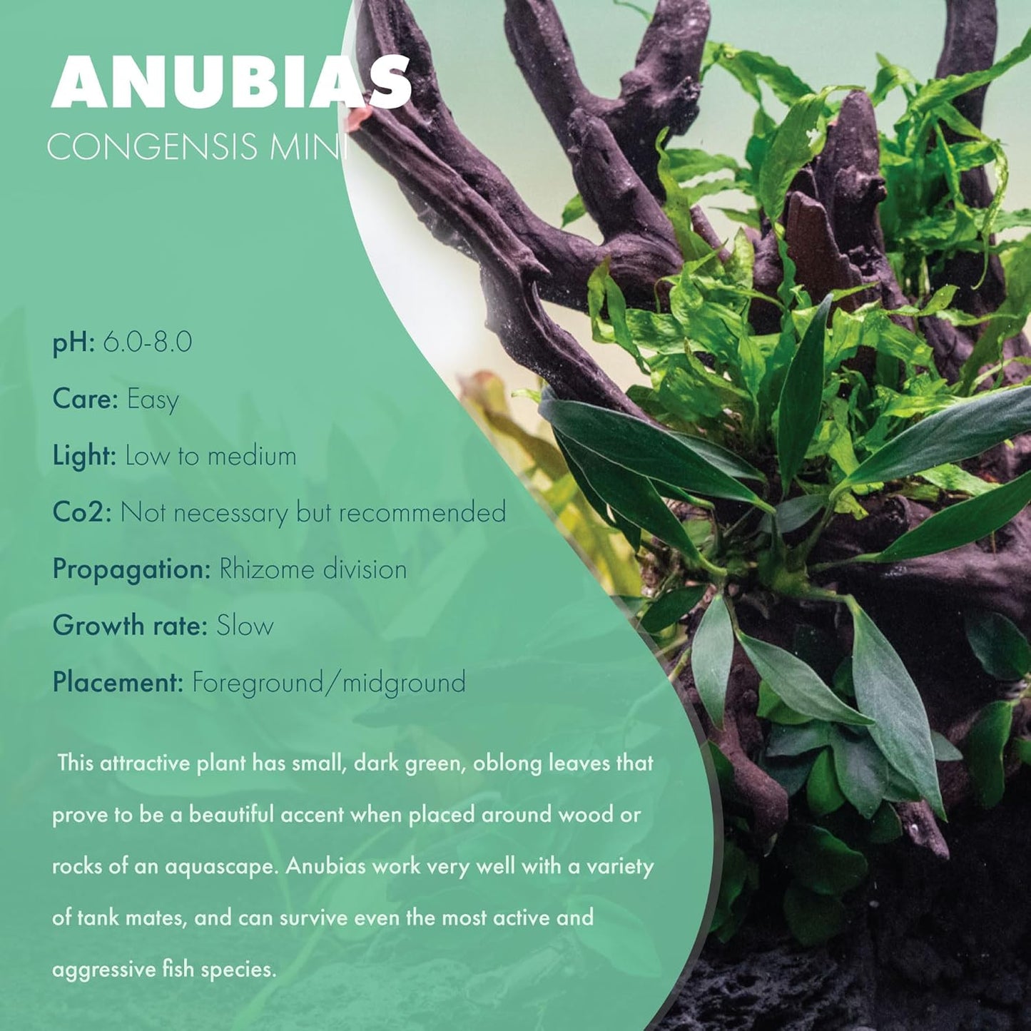 Anubias Live Aquarium Plants - Potted Freshwater Plant for Fish Tanks, Terrariums - Beginner Friendly Low Light (Congensis Mini, 3 Pots)